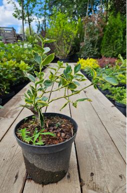 Бересклет форчуна Санспот (Sunspot)