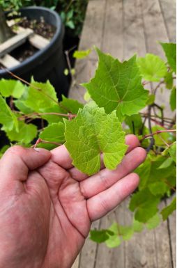 Виноград амурский