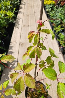 Виноград девичий