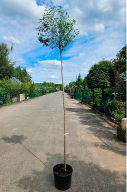 Вишня шаровидная Умбракулифера (Umbraculifera)