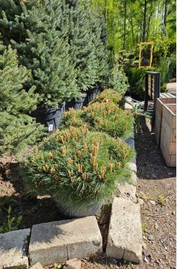 Сосна черная Бамбино (Bambino)