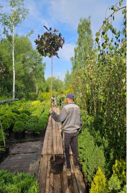 Клен остролистный Пурпл Глоб (Purple Globe)