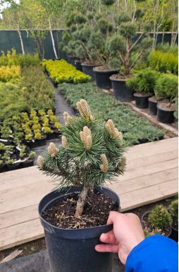 Сосна черная Хорнибрукиана (Hornibrookiana)