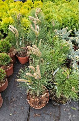 Сосна черная Грин Рокет (Green Rocket)