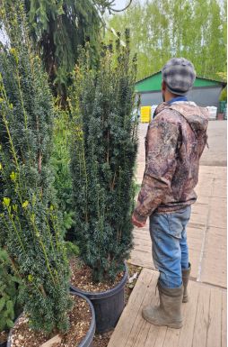 Тис ягодный Грин Рокет (Green Rocket)