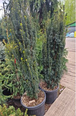 Тис ягодный Грин Рокет (Green Rocket)