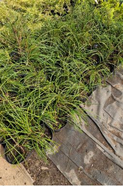 Туя складчатая Випкорд (Whipcord)