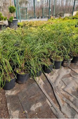 Туя складчатая Випкорд (Whipcord)