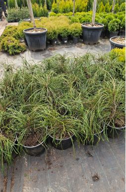 Туя складчатая Випкорд (Whipcord)