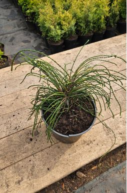 Туя складчатая Випкорд (Whipcord)