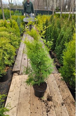 Туя западная Голден Брабант (Golden Brabant)