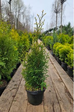 Туя западная Ауреоспиката (Aureospicata)