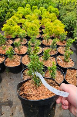 Тис средний Хикси (Hicksii)