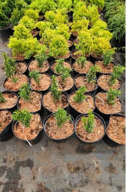 Тис средний Хикси (Hicksii)