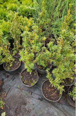 Тис средний Хикси (Hicksii)