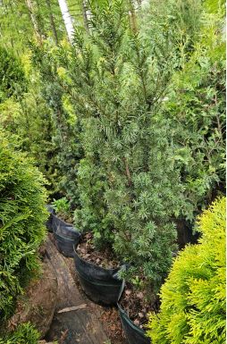 Тис средний Хикси (Hicksii)