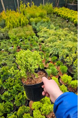 Туя западная Мистер Боулинг Болл (Mr bowling ball)