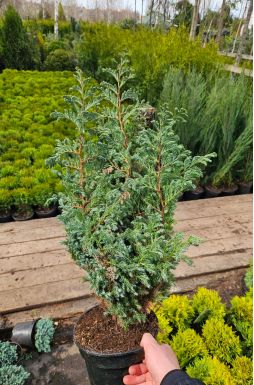 Кипарисовик горохоплодный Булевард (Boulevard)