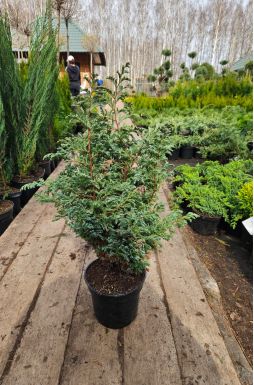 Кипарисовик горохоплодный Булевард (Boulevard)