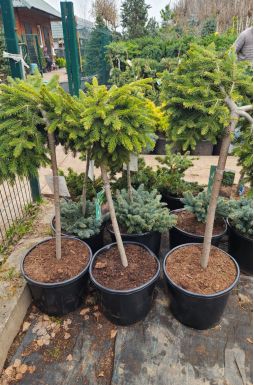 Ель обыкновенная Форманек на штамбе (Formanek Pa)