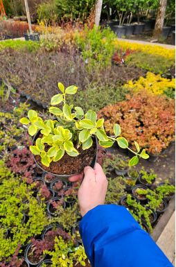 Бересклет форчуна Канадейл Голд (Canadale gold)