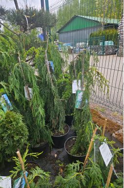 Кипарисовик нутканский Пендула (Pendula)