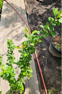 Айва японская в ассортименте