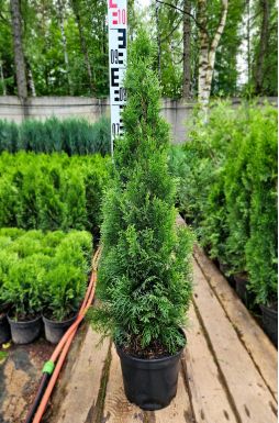 Туя западная Смарагд (Smaragd)