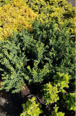 Кипарисовик тупой Драт (Drath)