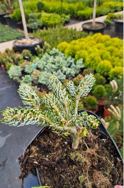 Пихта корейская Айс Брейкер (Ice breaker)