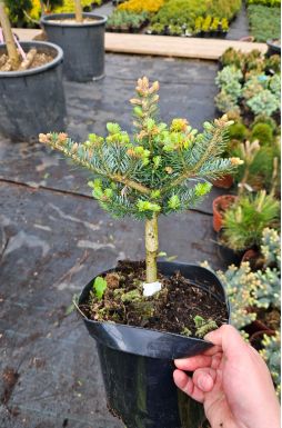 Пихта корейская Дискус (Discus)