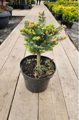 Пихта корейская Дискус (Discus)