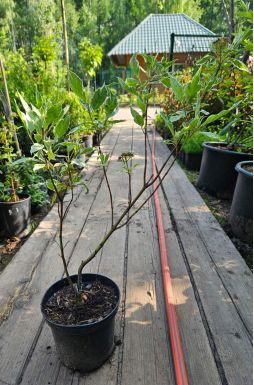 Дерен белый Аргентеомаргината (Argenteomarginata)