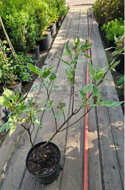 Дерен белый Аргентеомаргината (Argenteomarginata)