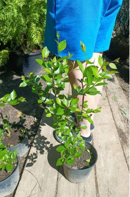 Кизильник блестящий (Iucidus)