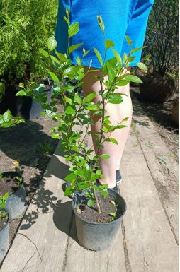 Кизильник блестящий (Iucidus)