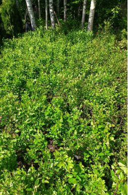 Кизильник блестящий (Iucidus)