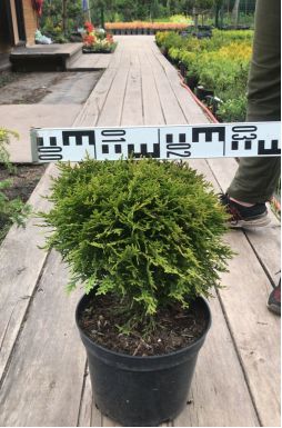 Туя западная Даника (Danica)