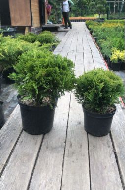 Туя западная Даника (Danica)