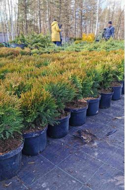 Туя западная Даника (Danica)