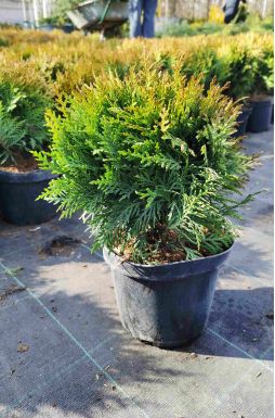 Туя западная Даника (Danica)