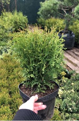 Туя западная Хозери (Hoseri)