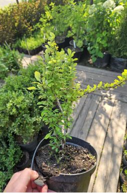 Барбарис тунберга Поуввов (Powwow)