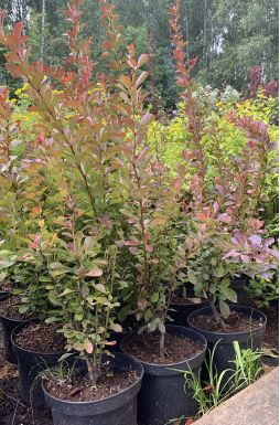 Барбарис тунберга Ред Рокет (Red Rocket)