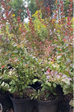 Барбарис тунберга Ред Рокет (Red Rocket)