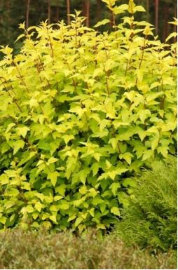 Пузыреплодник калинолистный Дартс Голд (Darts Gold)