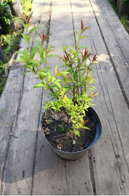 Спирея японская Антони Ватерер (Anthony Waterer)