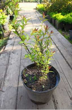 Спирея японская Антони Ватерер (Anthony Waterer)