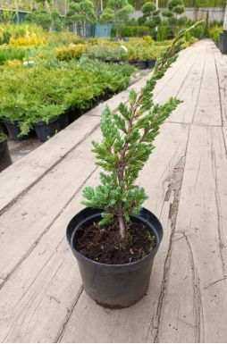 Можжевельник чешуйчатый Мейери (Meyeri)