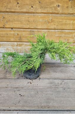 Можжевельник средний Голд Кост (Gold coast)